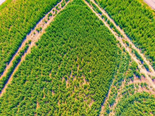 Вид зверху на поле сільськогосподарських культур. Зелене поле з дорогою всередині. На фермі ростуть свіжі зелені рослини. Використовується як текстура або фон — стокове фото