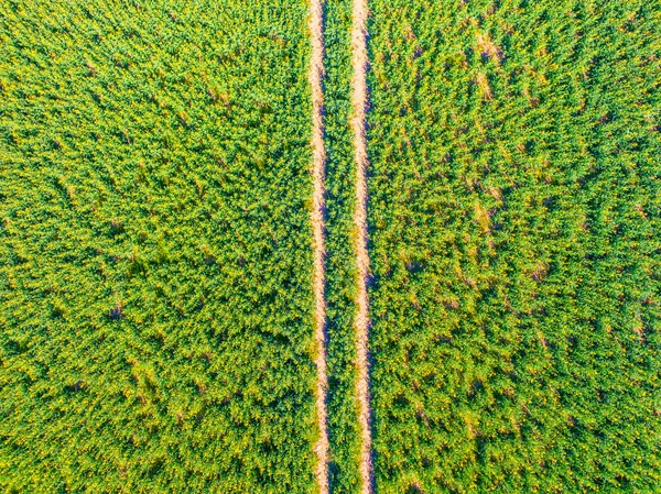 Aerial top view of the agriculture crop field. Green field with road inside. Fresh green plants are growing in the farm. Usable as texture or background