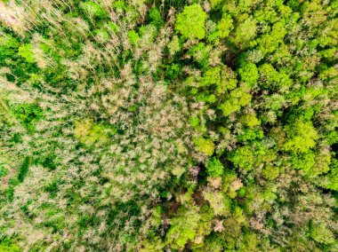 Tarım arazilerinde tarla, ağaç ve orman havadan drone görünümü. Köy ve çiftlik yakınındaki çayır ala. Yağmurdan sonra bahar gününde güzel yeşil taze ürün