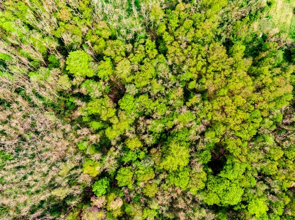 Luchtfoto drone uitzicht op veld, bomen en bos in landbouwgrond. Top look naar weide in de buurt van dorp en boerderij. Mooie groene verse gewas op lente dag na regen — Stockfoto