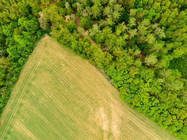 Luchtfoto drone uitzicht op veld, bomen en bos in landbouwgrond. Top look naar weide in de buurt van dorp en boerderij. Mooie groene verse gewas op lente dag na regen — Stockfoto