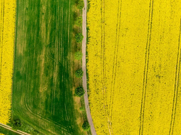 Luchtfoto van de weg tussen groene en gele velden. Landbouw drone schot van koolzaad koolzaad veld en groene gewas veld. Ecologie landbouw in de buurt van boerderij, groeiende planten op groot land — Stockfoto