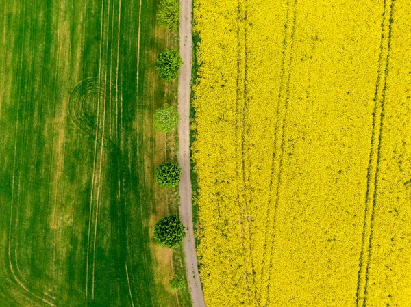 Aerial view of road between green and yellow fields. Agriculture drone shot of canola rapeseed field and green crop field. Ecology agriculture near farm, growing plants on big land