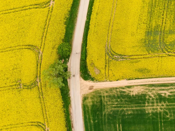 Vista aérea de la carretera entre campos verdes y amarillos. Drone de agricultura tiro de canola campo de colza y campo de cultivo verde. Agricultura ecológica cerca de la granja, cultivo de plantas en tierras grandes —  Fotos de Stock