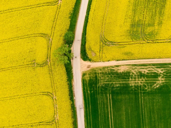 Luchtfoto van de weg tussen groene en gele velden. Landbouw drone schot van koolzaad koolzaad veld en groene gewas veld. Ecologie landbouw in de buurt van boerderij, groeiende planten op groot land — Stockfoto