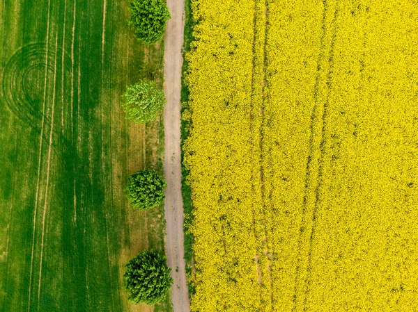 Aerial view of road between green and yellow fields. Agriculture drone shot of canola rapeseed field and green crop field. Ecology agriculture near farm, growing plants on big land