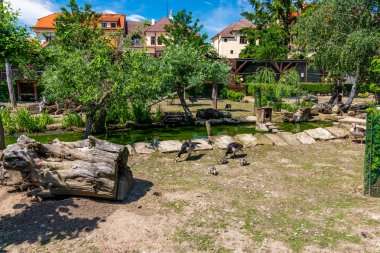 Kurtarma istasyonunda ördek. Birkaç küçük civciv ile ördek anne. Arka planda küçük gölet ve ağaçlar, güneşli gün
