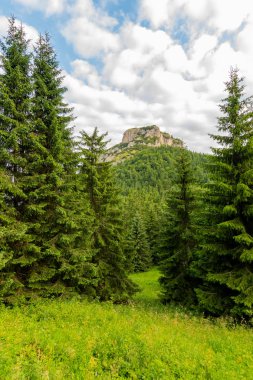 Mala Fatra Slovakya milli parkı Maly Rozsutec dağ. Açık hava etkinlikleri, yürüyüş, trekking için turistik yer. Yaz günü. Büyük kayanın yakınındaki çayır ve orman