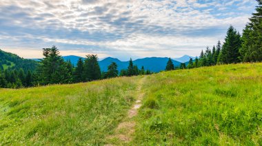 Ormandaki turistik yol, Mala Fatra milli parkı, Slovakya. Yeşil taze ağaçlar, mavi gökyüzü. Maly Rozsutec dağına giden patika