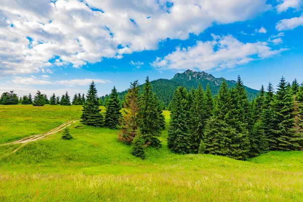 Vista del parque nacional de Mala Fatra, Eslovaquia. Ruta turística cerca de las montañas Maly y Velky rozsutec. Hermoso bosque, árboles y hierba. Color vibrante en la naturaleza fresca — Foto de Stock