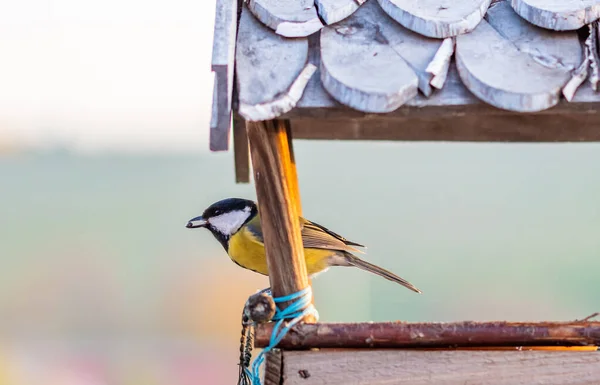 Hongerige titelmuis vogel (Latijnse naam Parus major) is het eten van de zonnebloempitten in de houten vogel feeder. Vogelaar in de vorm van een huis voor kleine vogels wordt geplaatst op leuning. Close-up opname van wilde dieren — Stockfoto