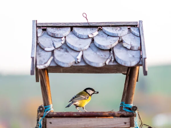 Hongerige titelmuis vogel (Latijnse naam Parus major) is het eten van de zonnebloempitten in de houten vogel feeder. Vogelaar in de vorm van een huis voor kleine vogels wordt geplaatst op leuning. Close-up opname van wilde dieren — Stockfoto