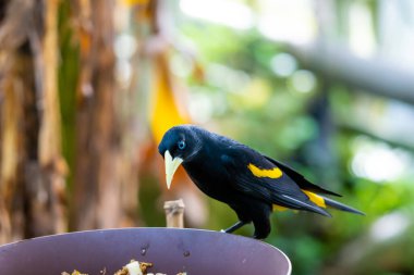 Feeding of small yellow rumped Cacique bird (latin name Cacicus cela). Bird feeder is placed on tropical tree. Small black bird with blue eyes naturaly living in Brazil rainforest. clipart