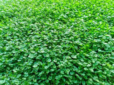 Yeşil Çimen Arkaplanı