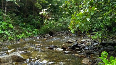 Dağ nehri yeşil ormandan akıyor.
