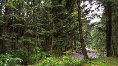 Dağ orman yosunlu çalılar