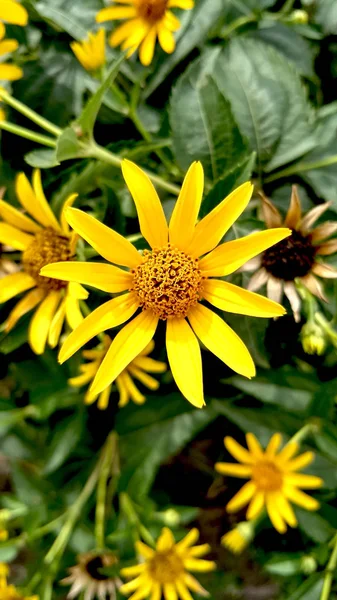 Fondo flores amarillas — Foto de Stock