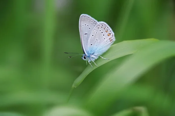 Дневная Бабочка Естественной Среде Обитания Бабочка Травинке Зеленым Фоном — стоковое фото
