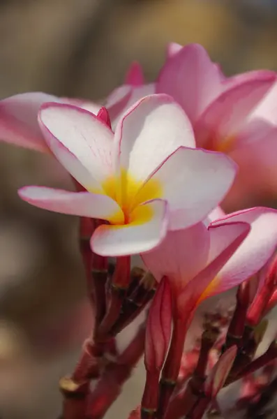 Flori Minunate Ale Unui Copac Tropical Plumeria Frangipani — Fotografie, imagine de stoc