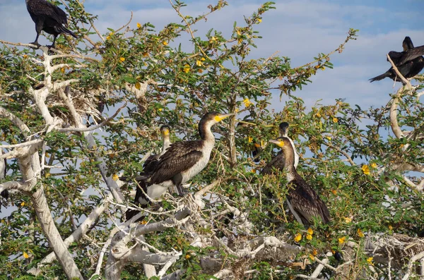 Karabatak. Koloniler kıyıda ağaçlar etrafında yuvada. Kıyı kuşları. Etiyopya, Oromia bölgeler arasında ve Güney Milletler, milletten ve halklar, tatlı su Gölü Zway veya göl Ziway sınırında Rift Vadisi göller