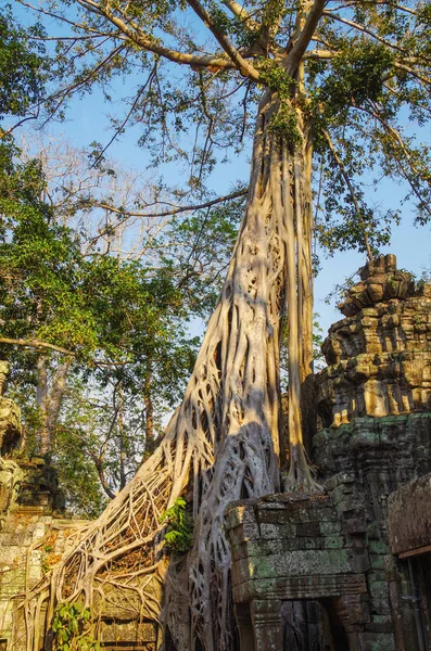 Templo Prohm Árvore Crescer Nas Ruínas Fig Estrangulador Ficus Gibbosa — Fotografia de Stock