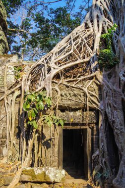 Tapınak Ta Prohm. Ağaç kalıntıları dışında gelişen. Strangler incir (Ficus gibbosa), sonsuz ince, pürüzsüz ve gri kökleri ile. 