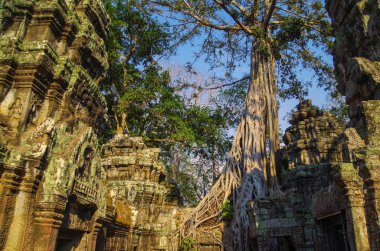 Tapınak Ta Prohm. Ağaç kalıntıları dışında gelişen. Strangler incir (Ficus gibbosa), sonsuz ince, pürüzsüz ve gri kökleri ile. 