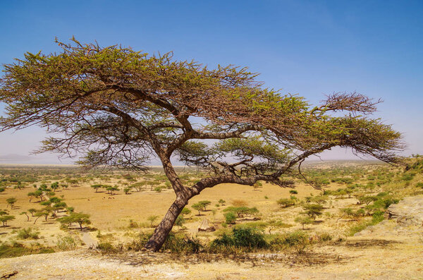 Навес тенистого дерева. Африканская саванна и щелочное озеро Абиджатта на заднем плане. Природа и путешествия. Эфелия, Рифт-Вэлли, регион Оробел, национальный парк Абиджатта-Ши
