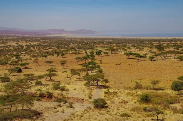 Savana Africana Lago Alcalino Abijatta Natureza Viagens Etiópia Vale Rift — Fotografia de Stock