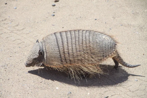 Pichi Armadillo Nain Dans Habitat Naturel Pampas Argentine Péninsule Valdes — Photo