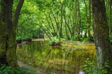 Sudaki ağaçların yansımaları ile güzel orman manzara. Bosna-Hersek, Park Vrelo Bosne