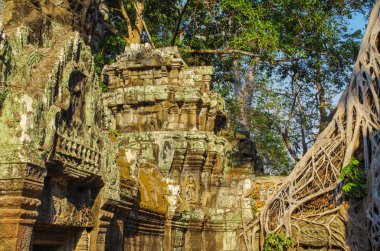 Tapınak Ta Prohm. Ağaç kalıntıları dışında gelişen. Strangler incir (Ficus gibbosa), sonsuz ince, pürüzsüz ve gri kökleri ile. 