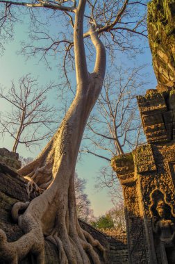 Tree growing out of the Ta Prohm temple ruins. Silk-cotton tree (Ceiba pentandra) or thitpok Tetrameles nudiflora, with roots of a spung running along the wall. In beams of the evening sun. Angkor - UNESCO World Heritage site. Cambodia, Siem Reap clipart