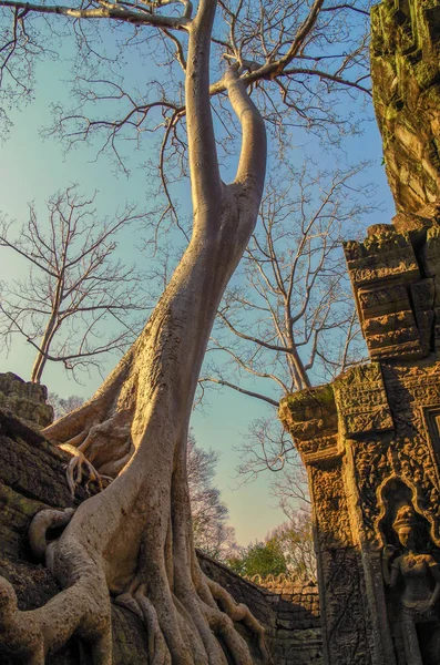 Árvore Crescendo Fora Das Ruínas Templo Prohm Árvore Seda Algodão — Fotografia de Stock