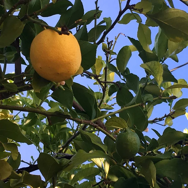 Lemons growing on lemon tree.