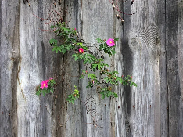 flowers and branches on a gray wooden fence