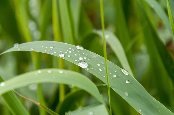 Drops Water Green Plants — Stock Photo, Image