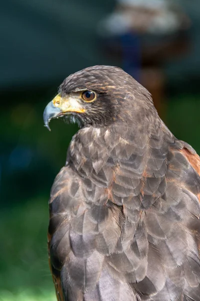 Şahin/şahin baş yakın çekim resim