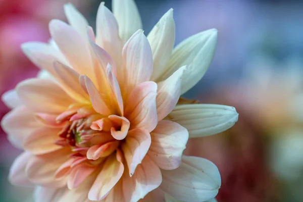 Квітка Хризантеми Фон Саду — стокове фото