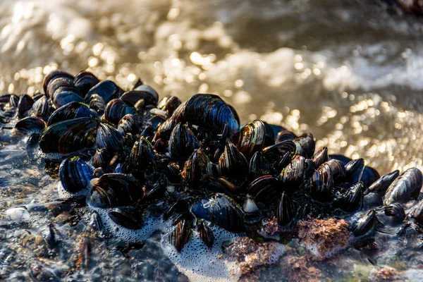 Mejillones azules Imagen de stock