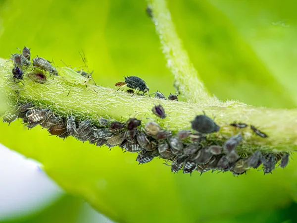 Gartenschmetterling im vereinigten Königreich — Stockfoto