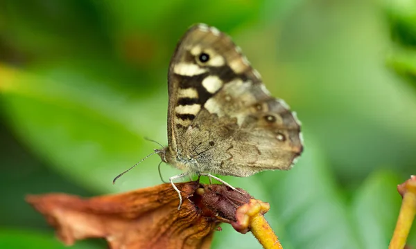 Bahçe kelebek — Stok fotoğraf