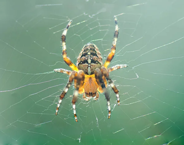 Spider in the web — Stock Photo, Image