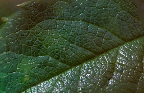 Yaprak dokusu — Stok fotoğraf