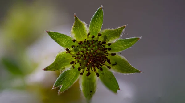 Flor de fresa — Foto de Stock