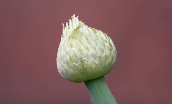 Macro of a Leek flower — Stock Photo, Image