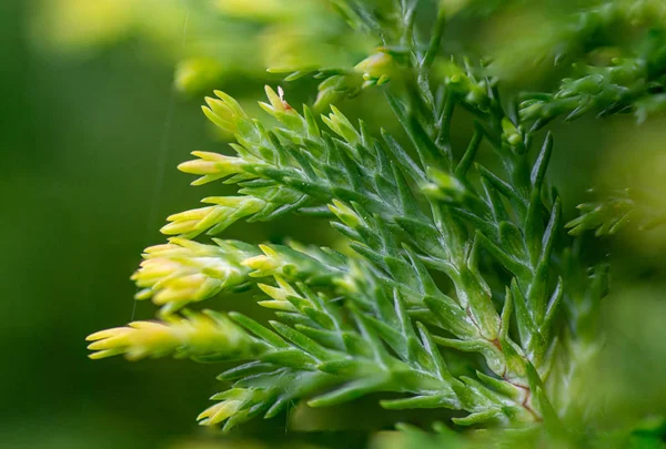 Hoja de pino macro fotografía Fotos De Stock Sin Royalties Gratis