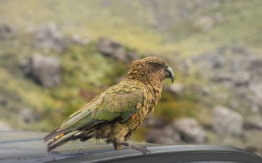 Ünlü Kea papağan Gps anteni masum bir turist, kapalı kaldırmak üzere - araba.