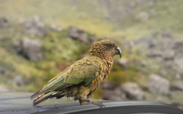 Famoso Loro Kea Punto Quitar Antena Gps Turista Desprevenido Coche — Foto de Stock