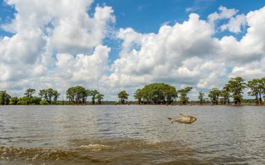 Asya sazan Atchafalaya Milli Yaban hayatı Sığınağı suda dışarı atlama
